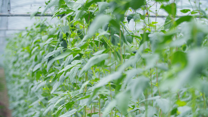 大棚豆角种植