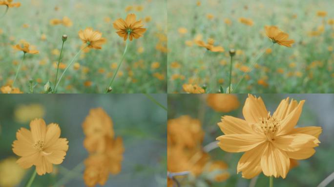 【4K60帧升格】 唯美 花 花朵 野花