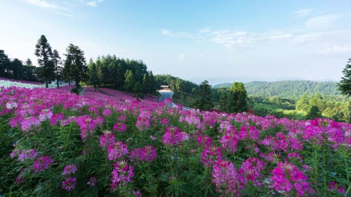 花海4K