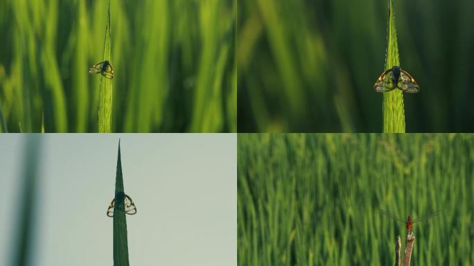 稻田昆虫蛾子红蜻蜓农村风光农业自然风光