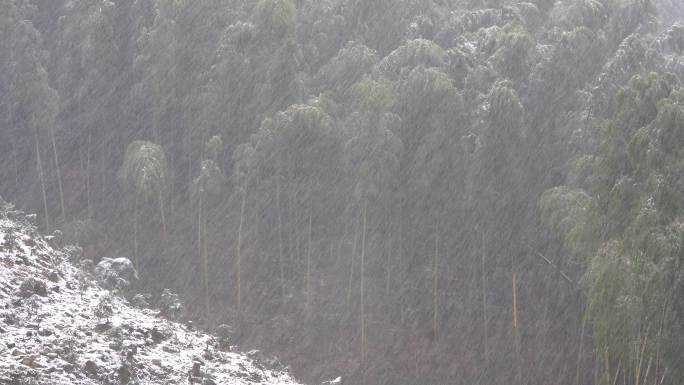 江南浙江冬天竹林竹山下雪大雪山区雪景