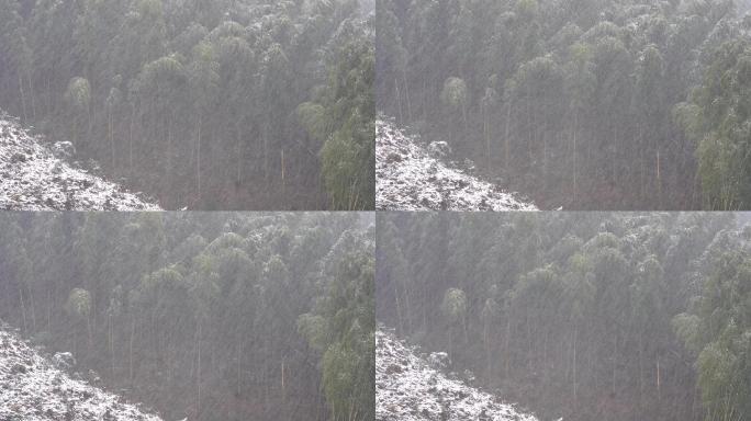 江南浙江冬天竹林竹山下雪大雪山区雪景