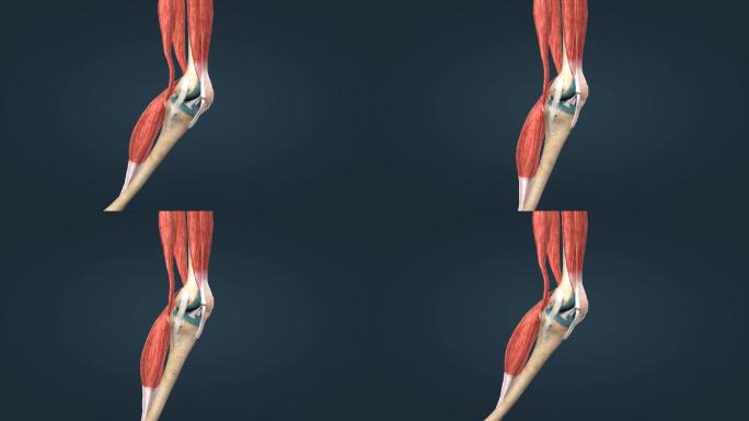 医学人体运动系统膝关节股骨胫骨三维动画