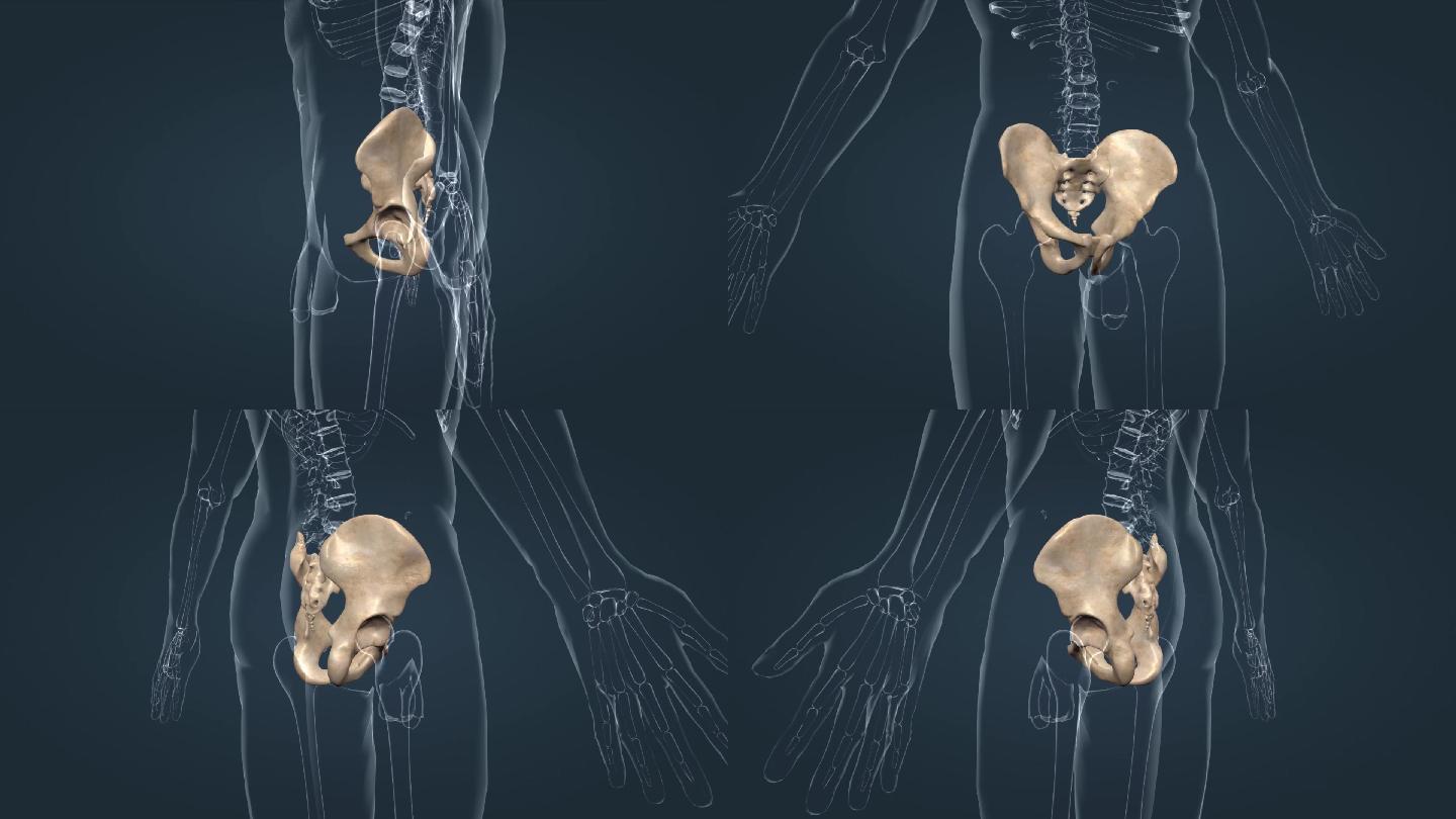 髋关节盆腔骨盆髋骨髂骨坐骨耻骨人体骨骼