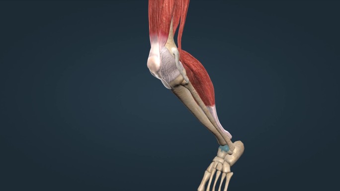 骨骼骨架膝关节髌骨膝关节屈曲后伸