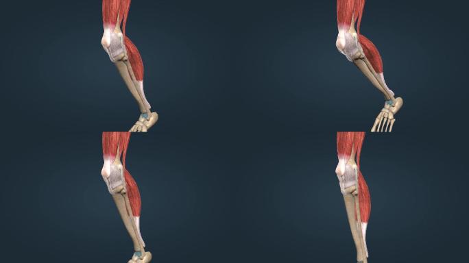 骨骼骨架膝关节髌骨膝关节屈曲后伸