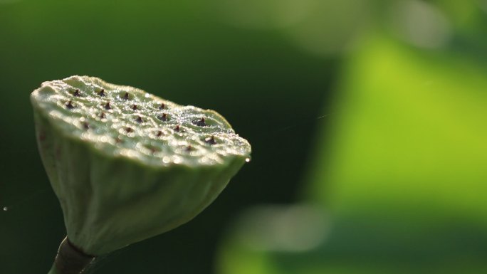 江南浙江杭州西湖荷叶莲蓬早晨阳光露水秋天