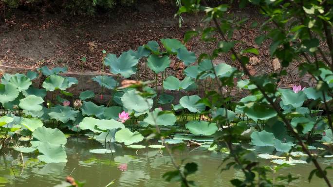 小河荷花高清实拍