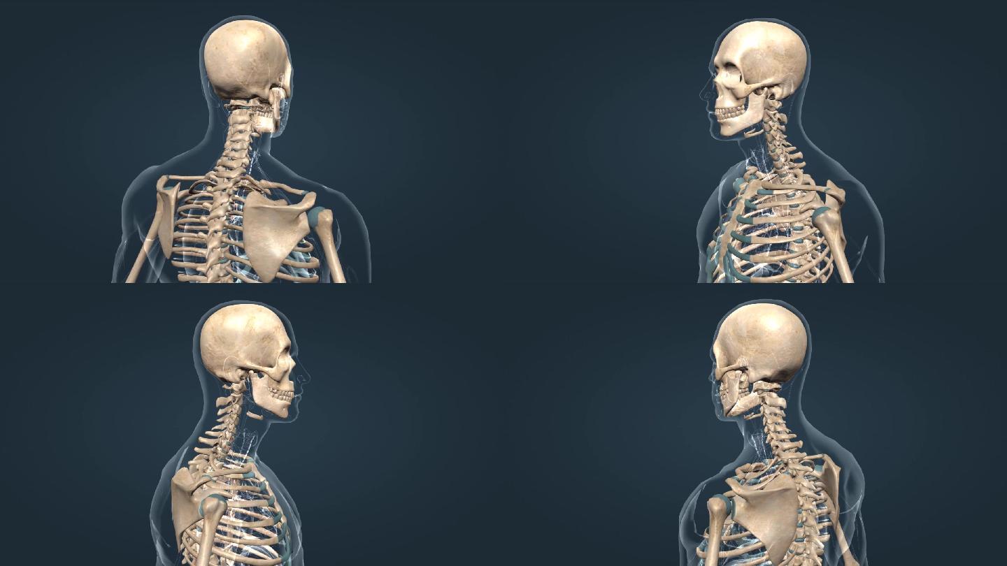 骨架骨骼头骨骨颅骨胸骨连接骨缝