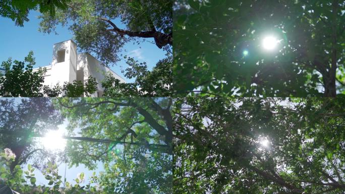 一组清新自然的绿叶大树阳光投影光影镜头