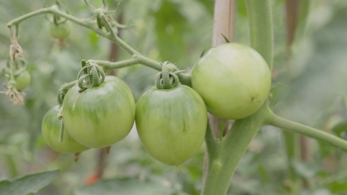 西红柿有机种植
