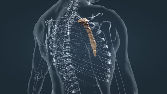 人体骨架透视透明胸骨胸廓胸骨柄剑突扁骨