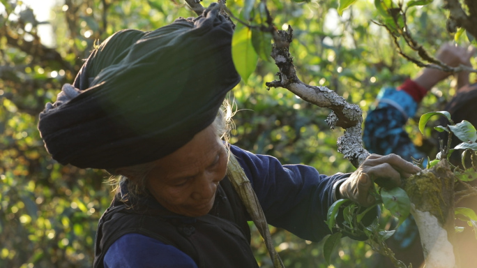 农村采茶为生的老人