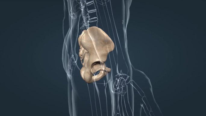 医学骨骼盆腔骨盆髋骨髂骨坐骨耻骨三维动画