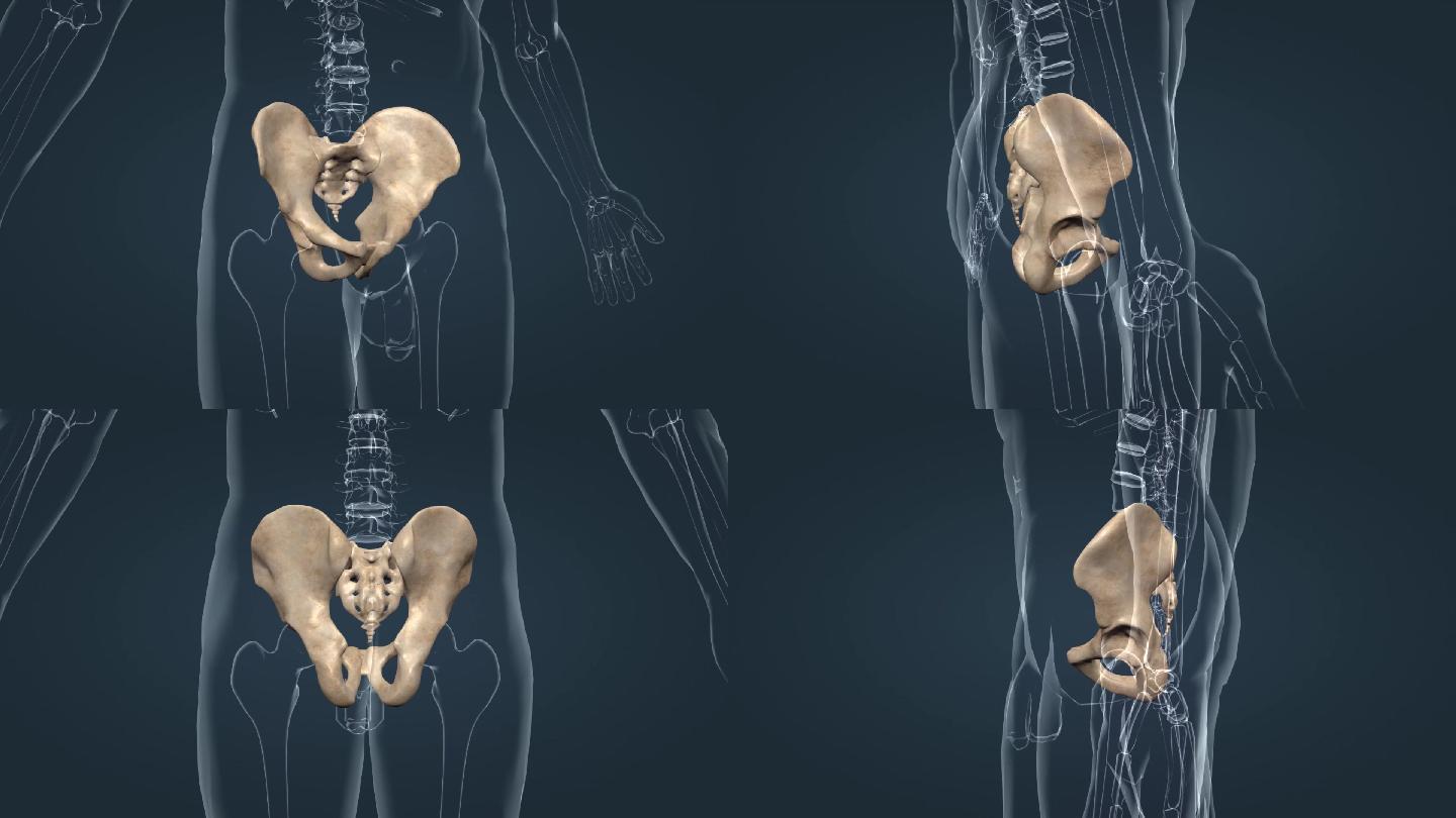 医学骨骼盆腔骨盆髋骨髂骨坐骨耻骨三维动画