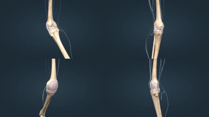 膝关节关节囊韧带骨连接关节炎膝关节疼痛