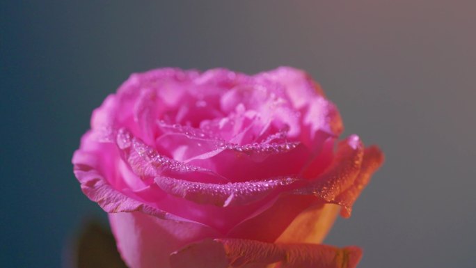 粉嫩的玫瑰花