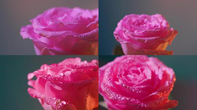 粉嫩的玫瑰花