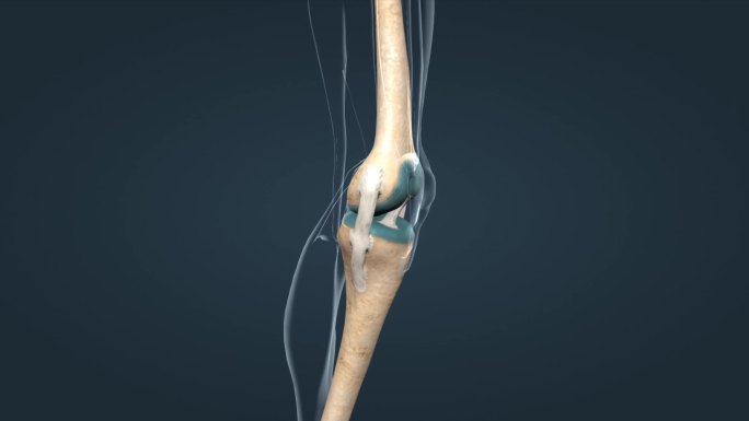 骨骼系统膝关节股骨胫骨腓骨韧带软骨膝盖骨