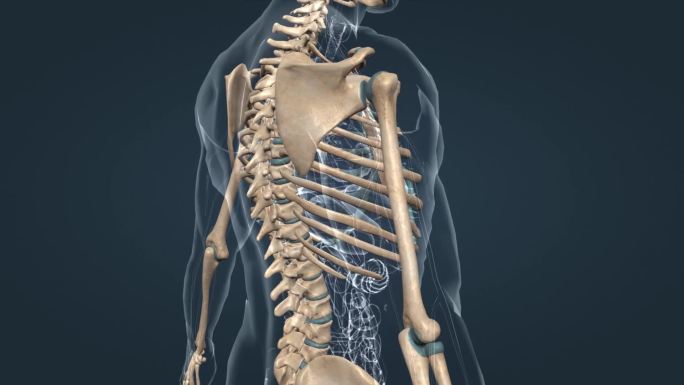 骨架骨骼胸骨肋骨胸廓骨连接组成三维动画
