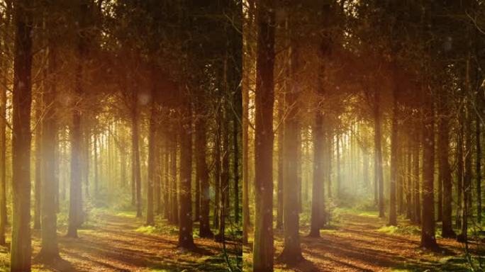 阳光穿透森林视频循环素材