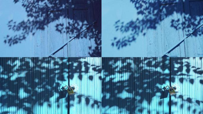 蓝色墙面上的树叶光影