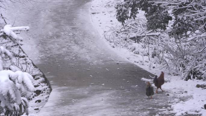 江南浙江山区农村冬天下雪积雪公鸡母鸡脚印
