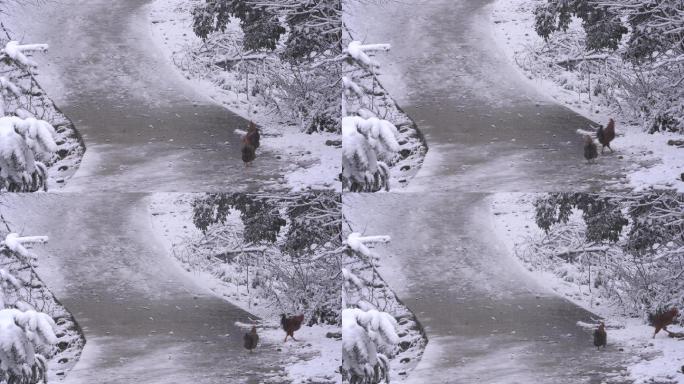 江南浙江山区农村冬天下雪积雪公鸡母鸡脚印
