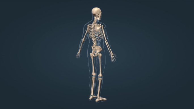 人体骨架骨骼骨连接组成