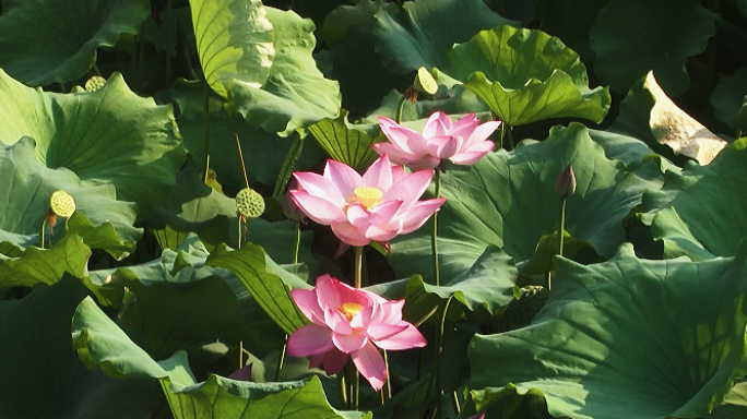 荷花视频 花儿盛开绽放