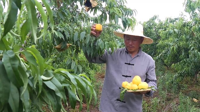 黄桃采摘