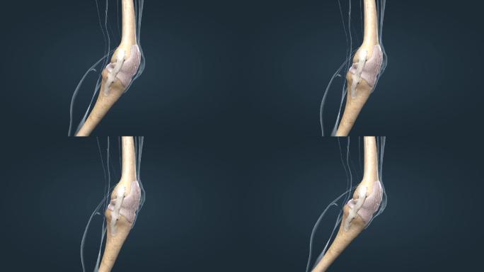 运动系统膝关节关节囊韧带骨连接膝盖动画