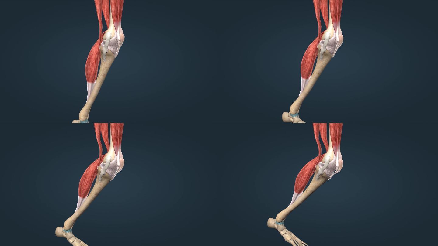 3D人体运动系统膝关节屈膝