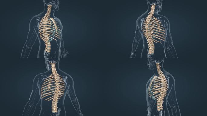 人体骨架骨骼椎骨胸骨肋骨医学三维动画