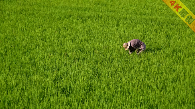 唯美有机稻田农夫水稻除草田园风光宣传