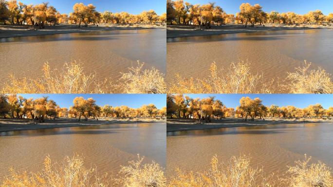 内蒙古额济纳胡杨林秋色