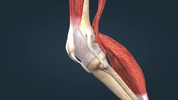 膝关节韧带关节囊关节炎疾病三维动画