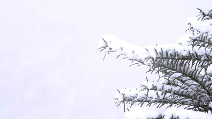 浙江冬天香榧树积雪雪花下雪