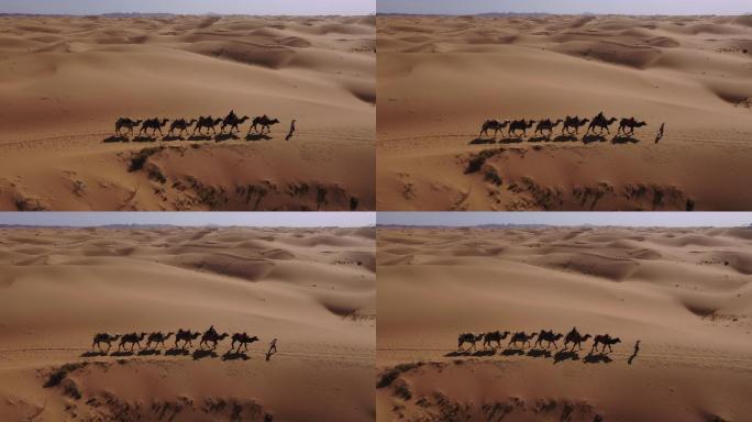 宁夏中卫腾格里沙漠 骆驼航拍4K
