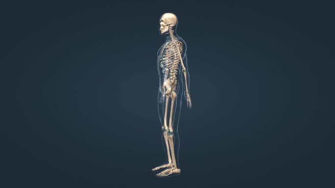骨科骨架医学人气骨骼全息三维特效
