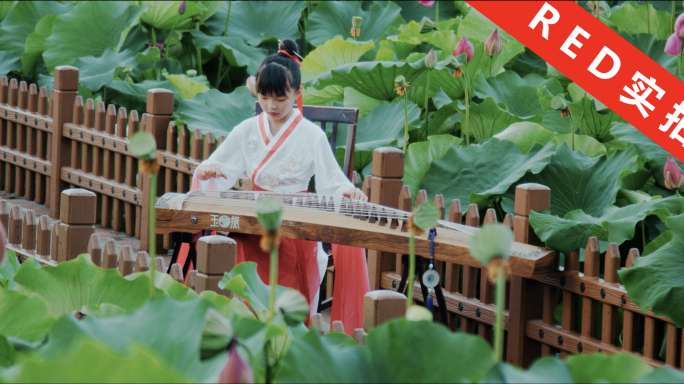 古筝荷花池中国风