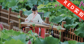 古筝荷花池中国风视频素材