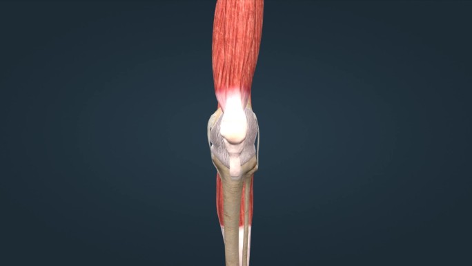 骨骼系统膝关节股骨胫骨腓骨韧带三维动画