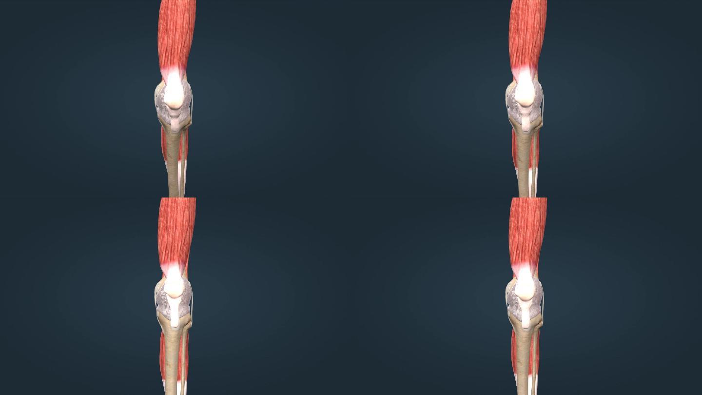 骨骼系统膝关节股骨胫骨腓骨韧带三维动画