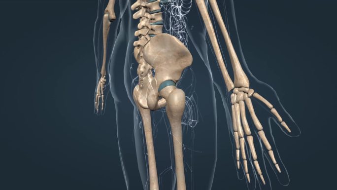 人体骨架骨骼骨盆髋关节骨盆腰椎髋关节动画