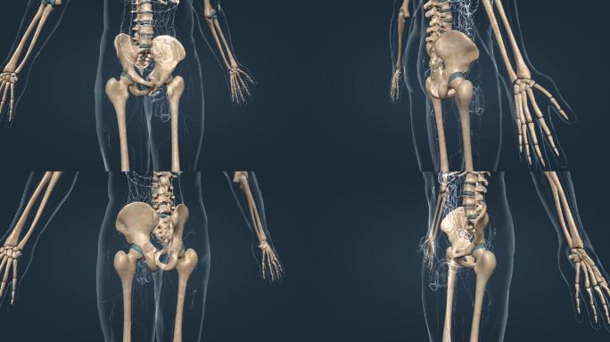 人体骨架骨骼骨盆髋关节骨盆腰椎髋关节动画