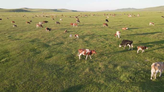 内蒙古呼伦贝尔 牛羊群4K航拍