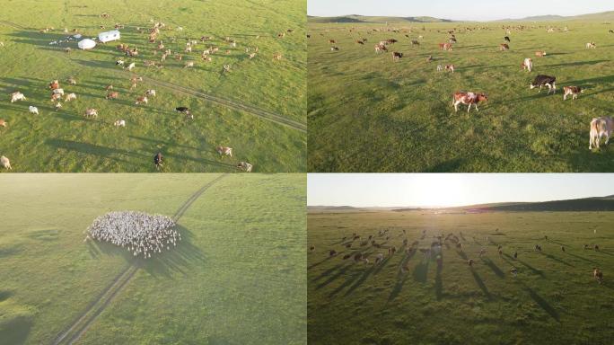 内蒙古呼伦贝尔 牛羊群4K航拍