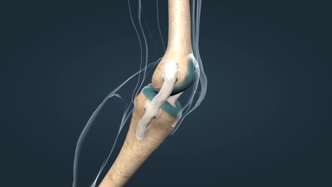 膝关节关节囊韧带骨连接