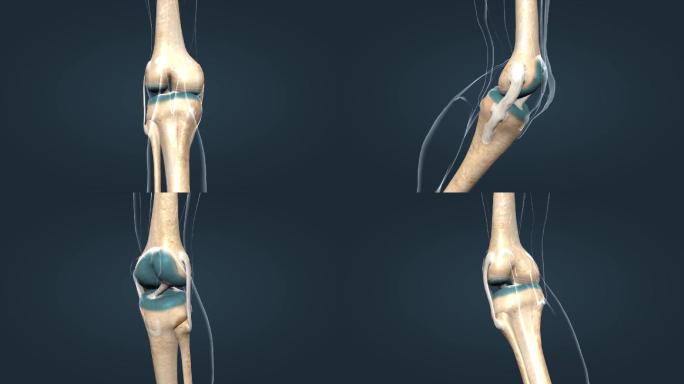 膝关节关节囊韧带骨连接